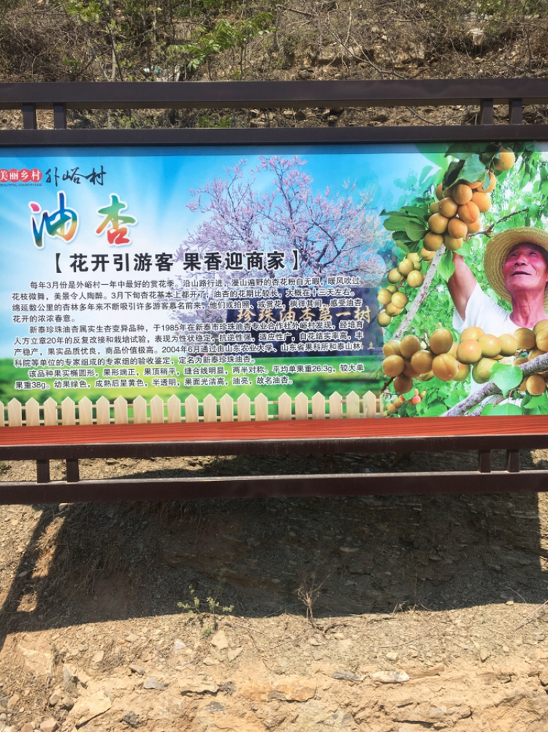 山东新泰外峪村珍珠油杏发源地.产地直销