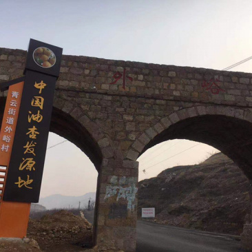 山东新泰外峪村珍珠油杏发源地.产地直销