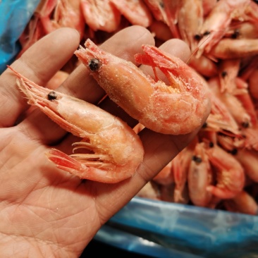包邮北极虾甜虾刺身即食冰虾鲜活带籽头腹籽海鲜水产冻虾