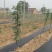 园艺地布果园防草布除草布耐用盖草布大棚果园