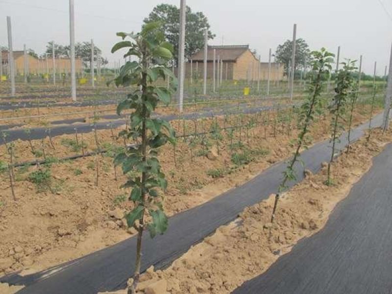 园艺地布果园防草布除草布耐用盖草布大棚果园