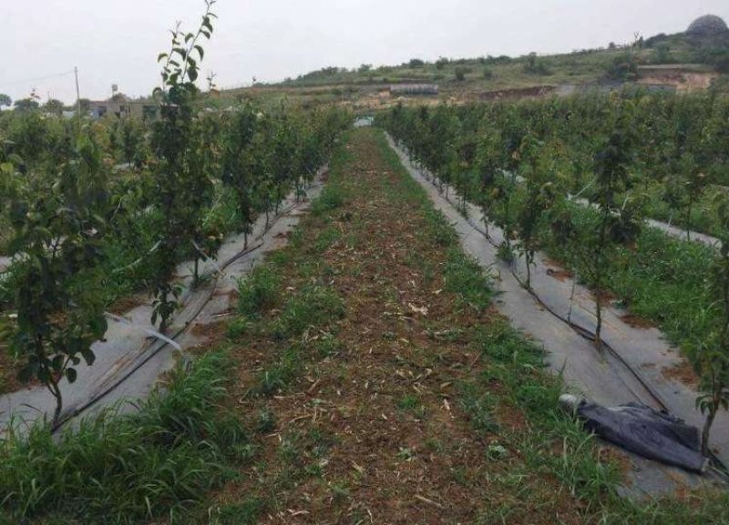 园艺地布果园防草布除草布耐用盖草布大棚果园