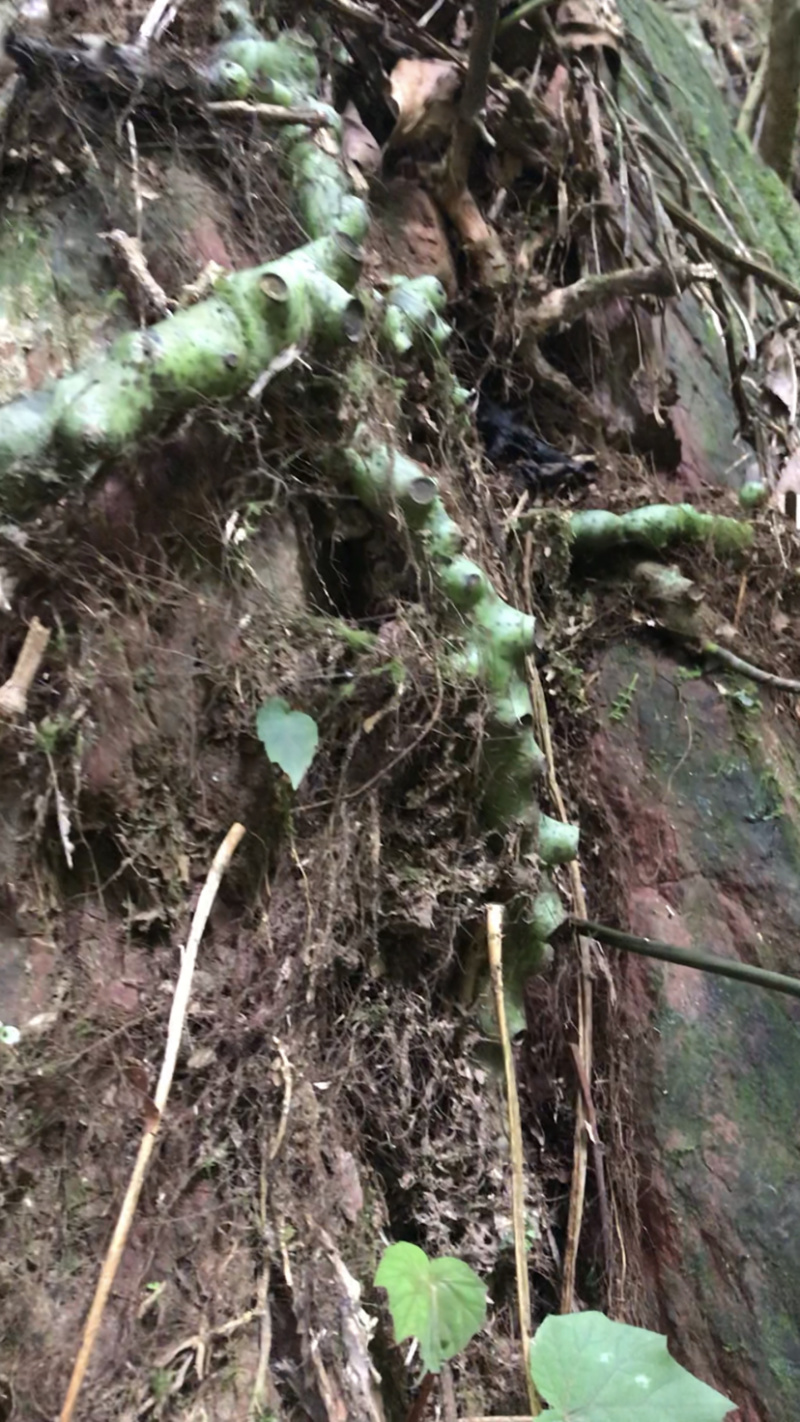 广西.野生水龙骨，骨碎补.爬岩姜岩尾七，正品新鲜。
