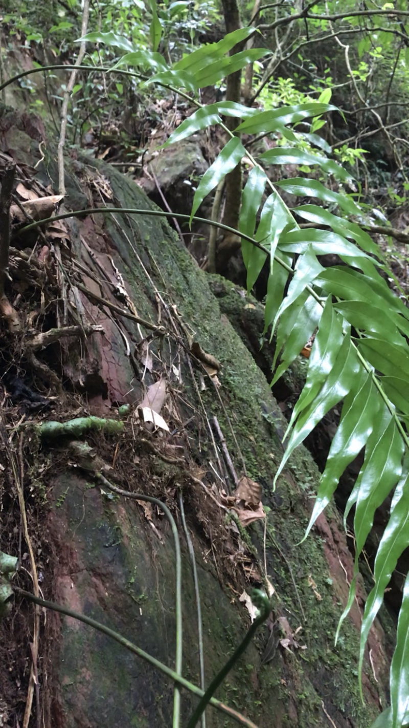 广西.野生水龙骨，骨碎补.爬岩姜岩尾七，正品新鲜。