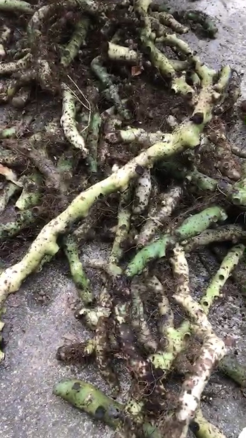 广西.野生水龙骨，骨碎补.爬岩姜岩尾七，正品新鲜。