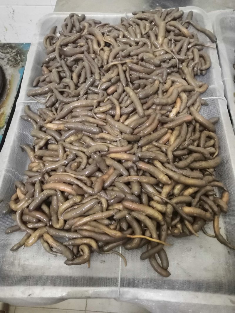 泥虫