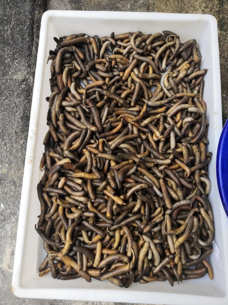 泥虫