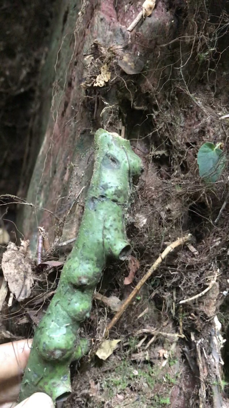 广西.野生水龙骨，骨碎补.爬岩姜岩尾七，正品新鲜。