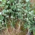 月季玫瑰花大小苗