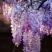 紫藤花树苗，爬滕庭院，丰花紫藤，花期长，紫藤花树苗爬藤植