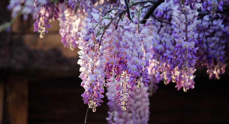 紫藤花树苗，爬滕庭院，丰花紫藤，花期长，紫藤花树苗爬藤植