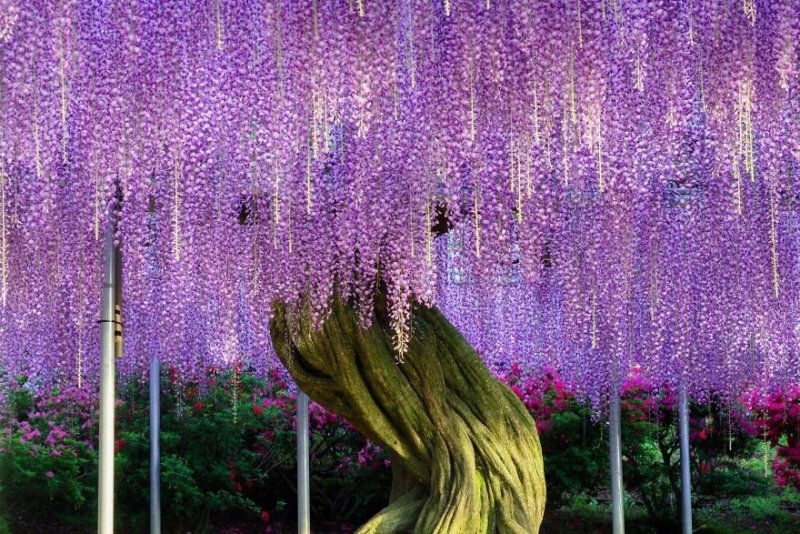 紫藤花树苗，爬滕庭院，丰花紫藤，花期长，紫藤花树苗爬藤植