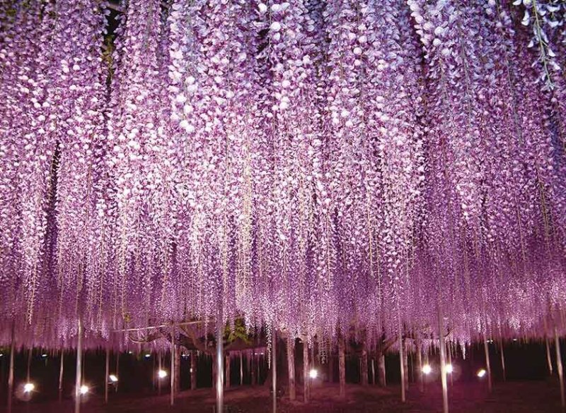 紫藤花树苗，爬滕庭院，丰花紫藤，花期长，紫藤花树苗爬藤植