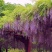 紫藤花树苗，爬滕庭院，丰花紫藤，花期长，紫藤花树苗爬藤植