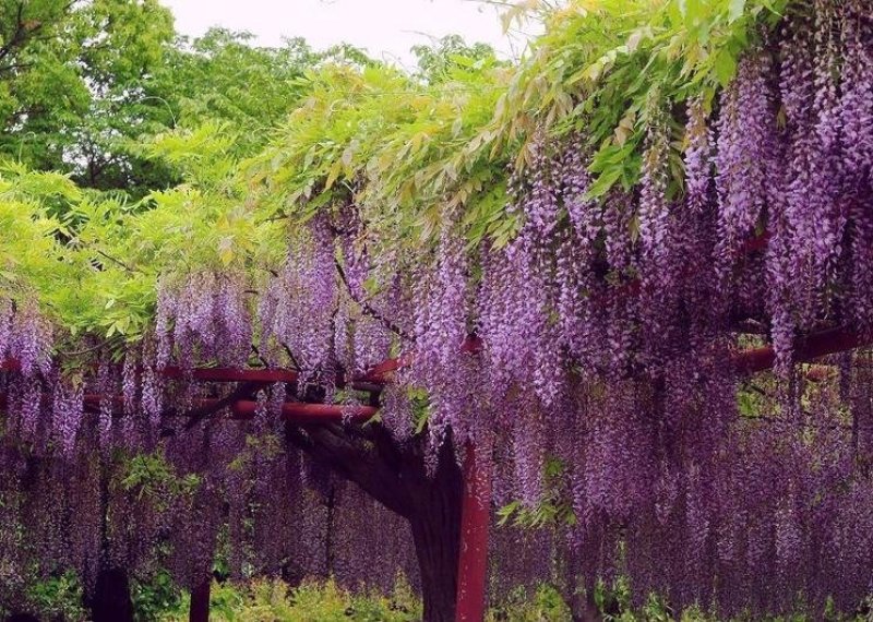 紫藤花树苗，爬滕庭院，丰花紫藤，花期长，紫藤花树苗爬藤植