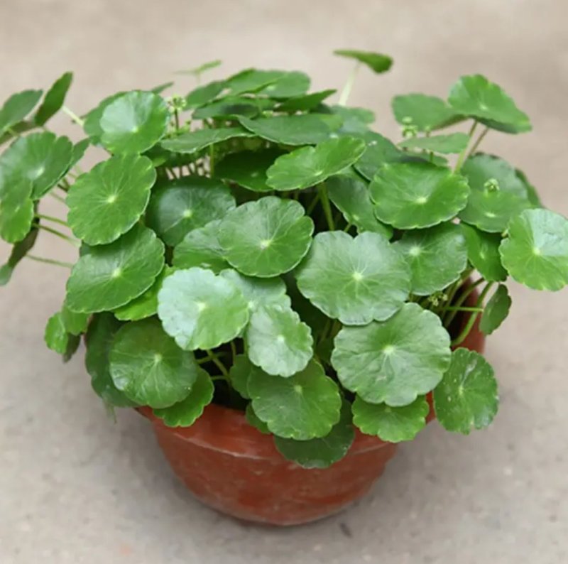 铜钱草招财水培植物办公室桌面盆栽金钱草花卉室内水养绿植净