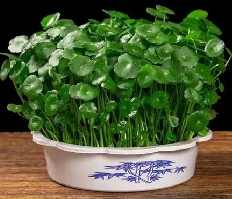 铜钱草招财水培植物办公室桌面盆栽金钱草花卉室内水养绿植净