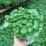 铜钱草招财水培植物办公室桌面盆栽金钱草花卉室内水养绿植净