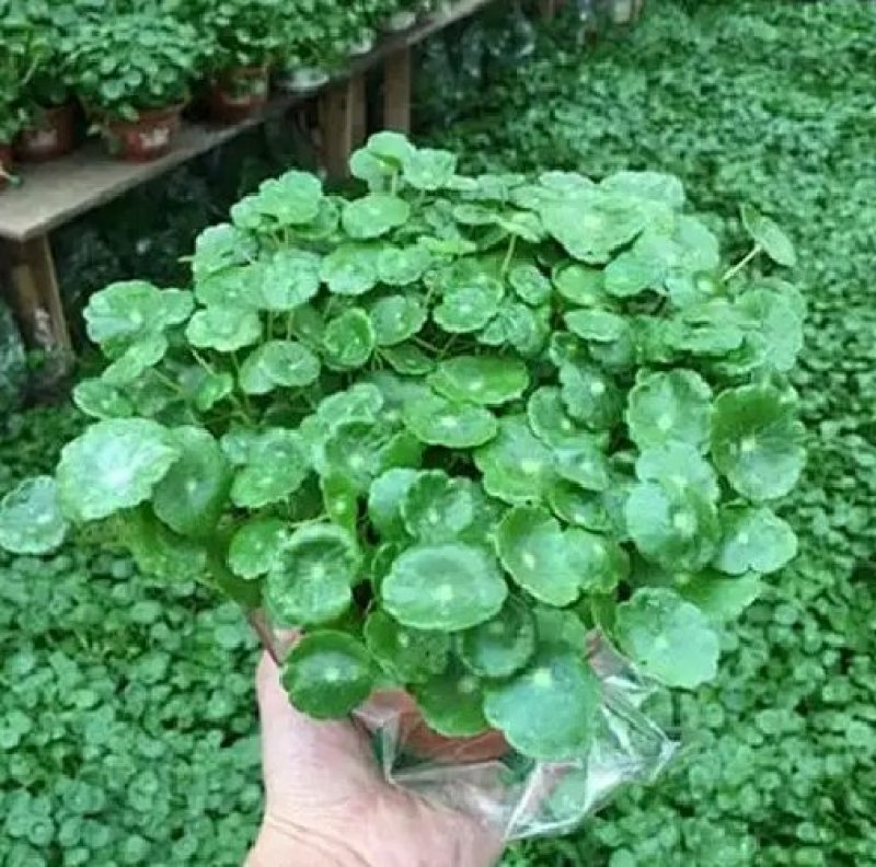 铜钱草招财水培植物办公室桌面盆栽金钱草花卉室内水养绿植净