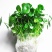 铜钱草招财水培植物办公室桌面盆栽金钱草花卉室内水养绿植净