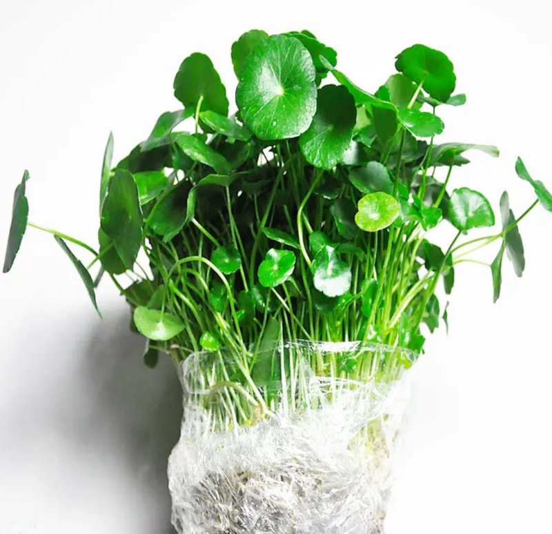 铜钱草招财水培植物办公室桌面盆栽金钱草花卉室内水养绿植净