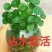 铜钱草招财水培植物办公室桌面盆栽金钱草花卉室内水养绿植净