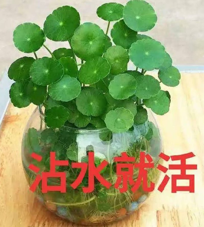 铜钱草招财水培植物办公室桌面盆栽金钱草花卉室内水养绿植净