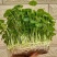 铜钱草招财水培植物办公室桌面盆栽金钱草花卉室内水养绿植净