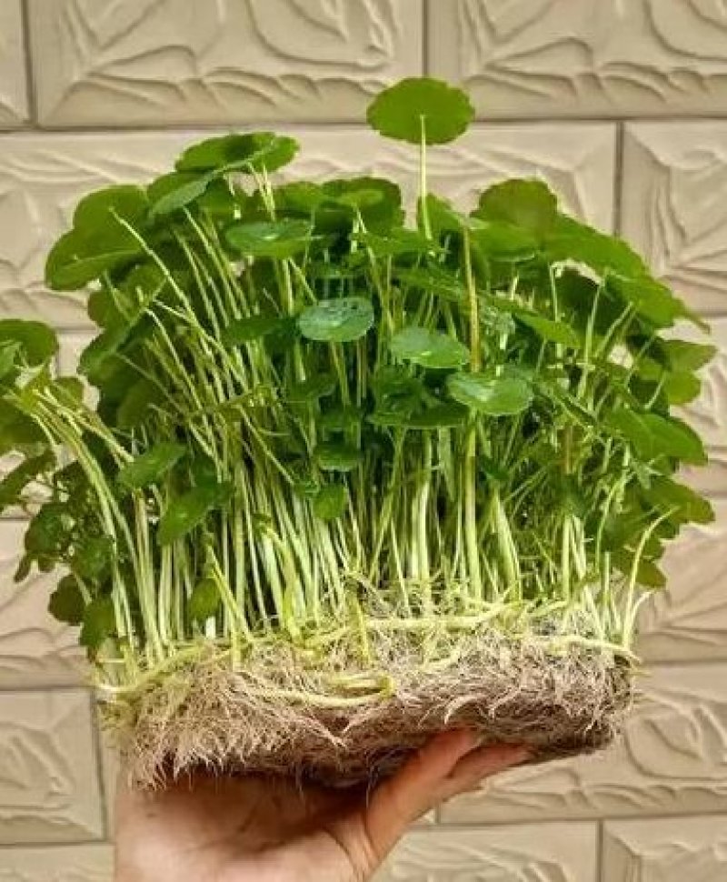 铜钱草招财水培植物办公室桌面盆栽金钱草花卉室内水养绿植净