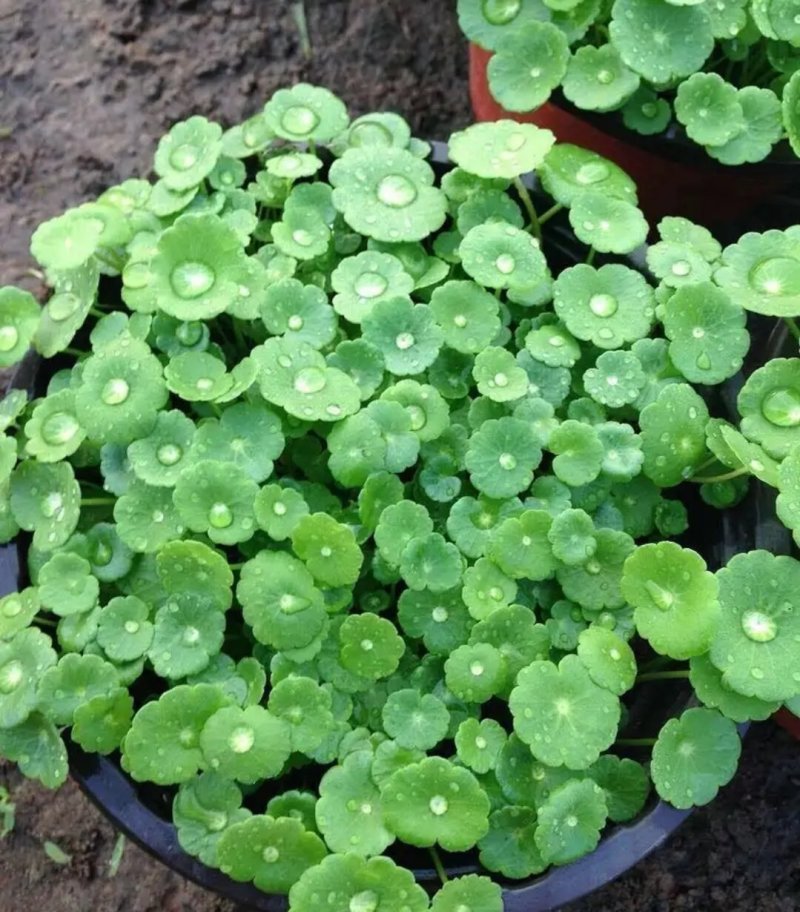 铜钱草招财水培植物办公室桌面盆栽金钱草花卉室内水养绿植净