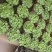 铜钱草招财水培植物办公室桌面盆栽金钱草花卉室内水养绿植净