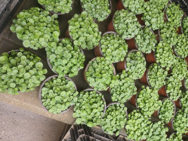 铜钱草招财水培植物办公室桌面盆栽金钱草花卉室内水养绿植净