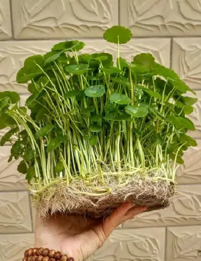 铜钱草招财水培植物办公室桌面盆栽金钱草花卉室内水养绿植净