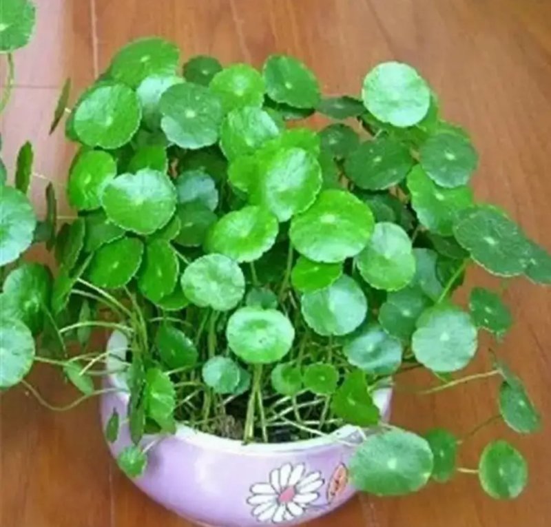 铜钱草招财水培植物办公室桌面盆栽金钱草花卉室内水养绿植净