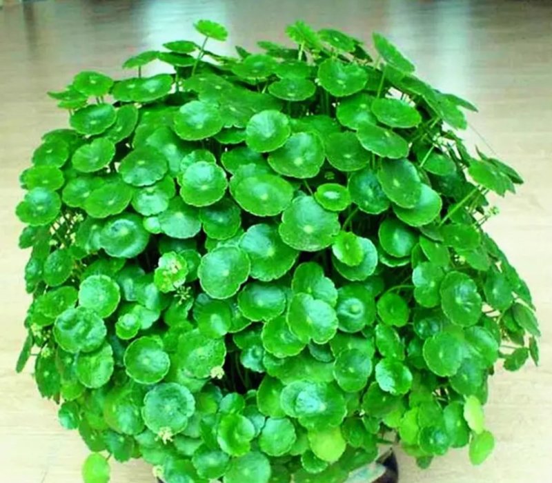 铜钱草招财水培植物办公室桌面盆栽金钱草花卉室内水养绿植净