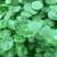 铜钱草招财水培植物办公室桌面盆栽金钱草花卉室内水养绿植净