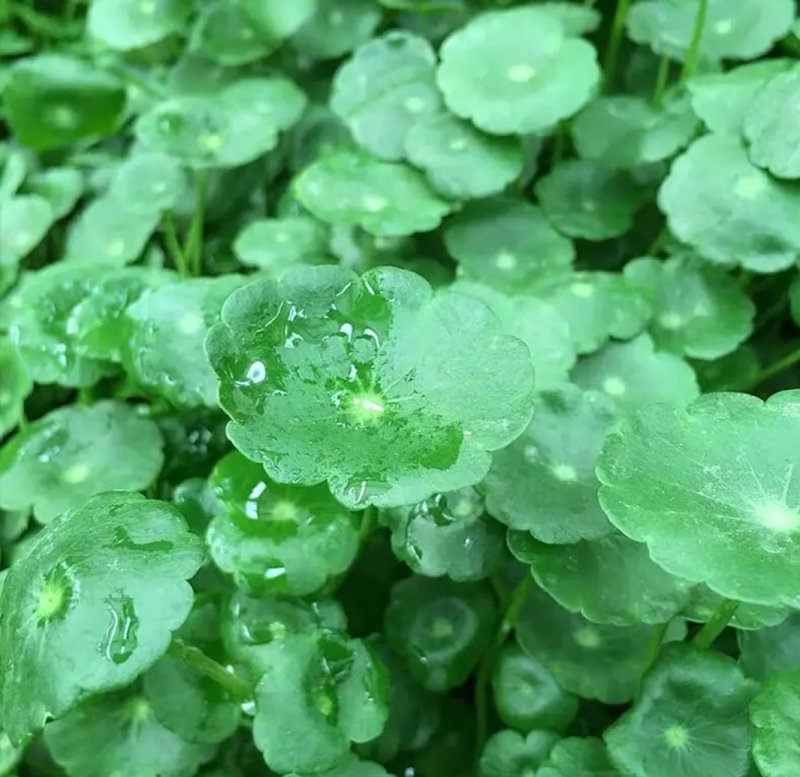 铜钱草招财水培植物办公室桌面盆栽金钱草花卉室内水养绿植净