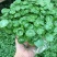 铜钱草招财水培植物办公室桌面盆栽金钱草花卉室内水养绿植净