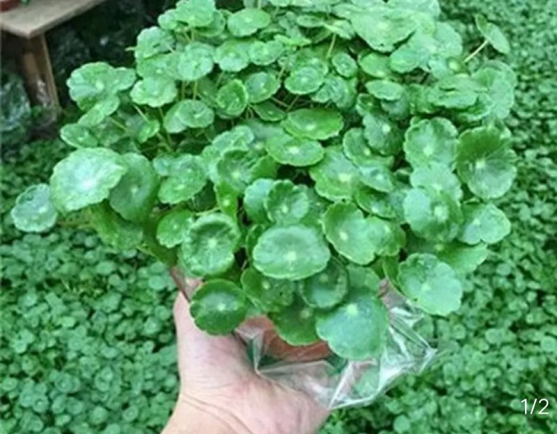 铜钱草招财水培植物办公室桌面盆栽金钱草花卉室内水养绿植净