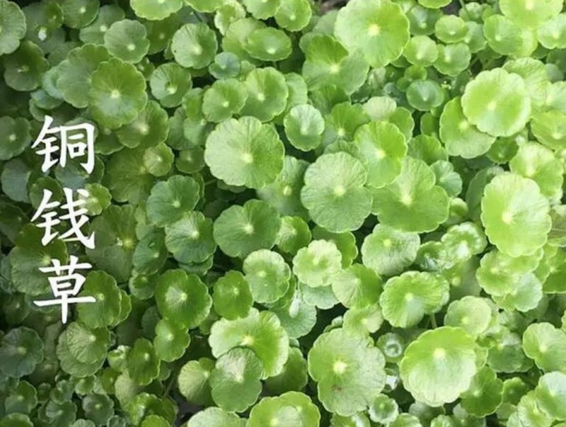 铜钱草招财水培植物办公室桌面盆栽金钱草花卉室内水养绿植净