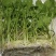 铜钱草招财水培植物办公室桌面盆栽金钱草花卉室内水养绿植净