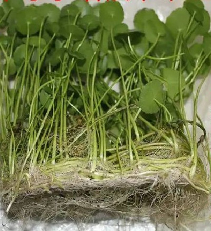 铜钱草招财水培植物办公室桌面盆栽金钱草花卉室内水养绿植净