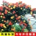 蔷薇扦插小苗四季开花量大带香味爬藤速度快