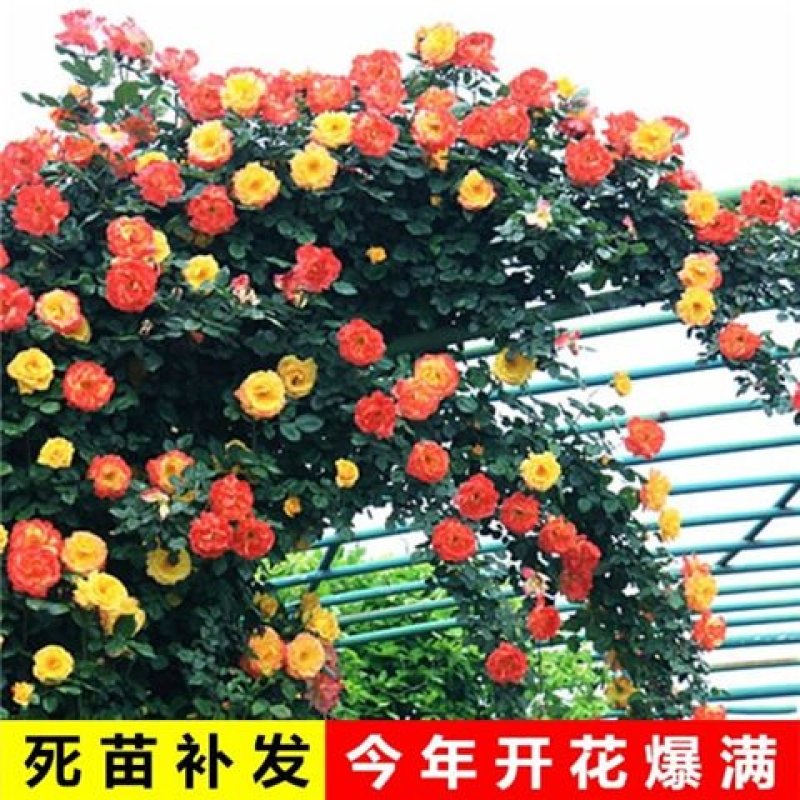 蔷薇扦插小苗四季开花量大带香味爬藤速度快