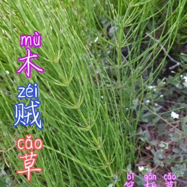 贵州毕节古夜郎大地野生药材笔杆草木贼草