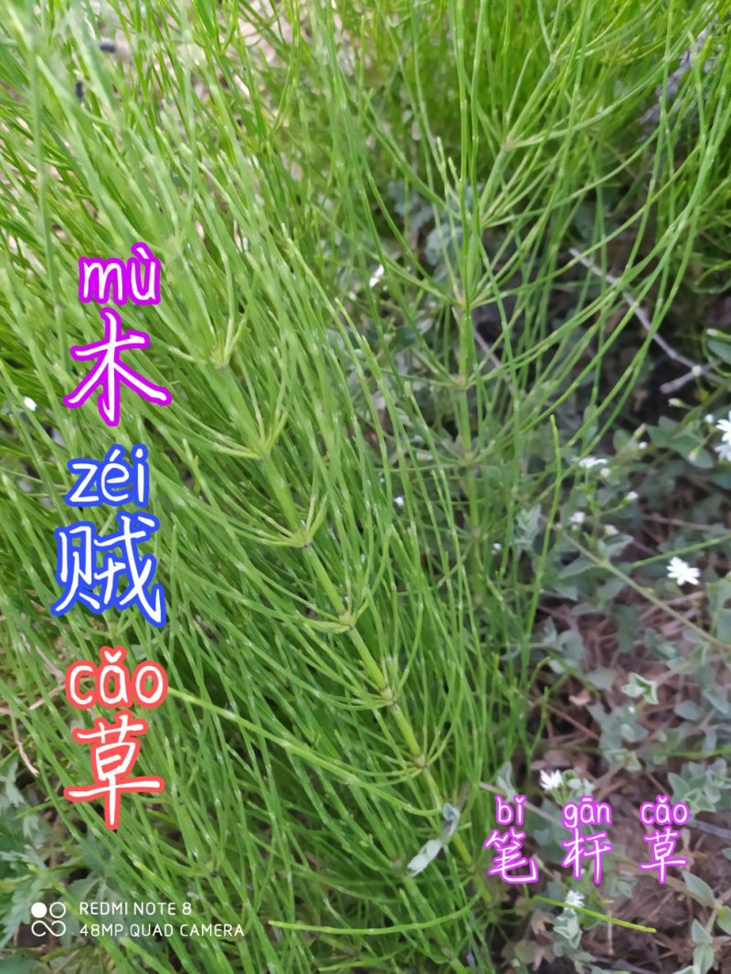 贵州毕节古夜郎大地野生药材笔杆草木贼草