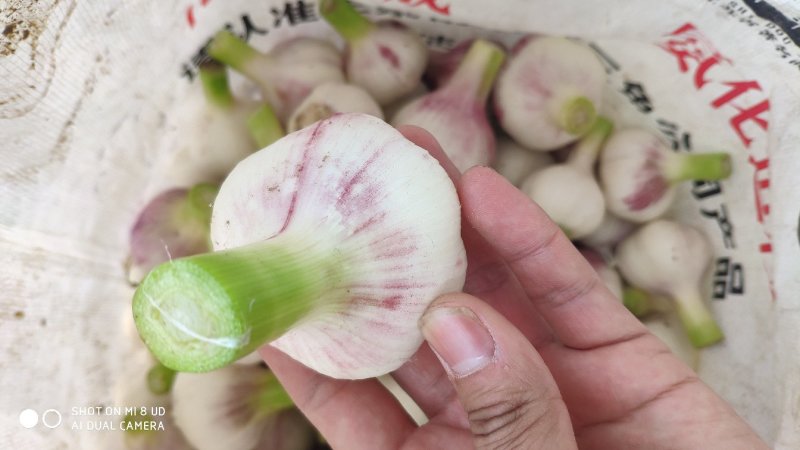 淮阳扒皮蒜鲜蒜带苗蒜大量供应适合发市场，糖蒜厂