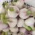 淮阳扒皮蒜鲜蒜带苗蒜大量供应适合发市场，糖蒜厂