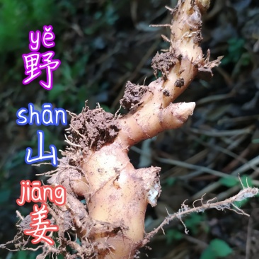贵州古夜郎大山野生药材山姜野生山姜下单现采