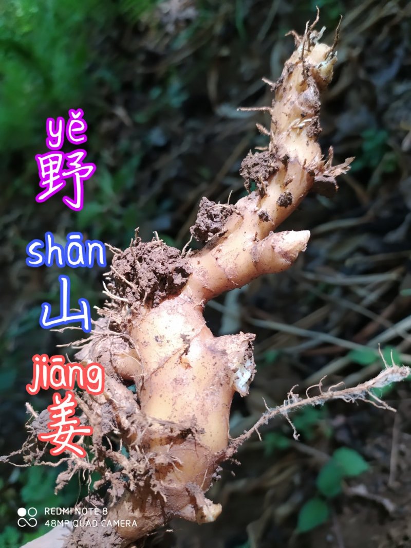 贵州古夜郎大山野生药材山姜野生山姜下单现采